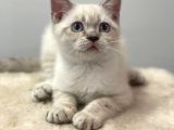 Lynxpoint British Shorthair Yavrumuz