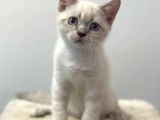 Lynxpoint British Shorthair Yavrumuz