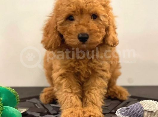 Orjinal Red Poodle Yavrumuz görsel