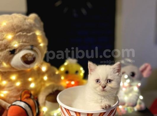 British Shorthair Yavrularımız Yuva Arıyor