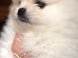 Pomeranian
