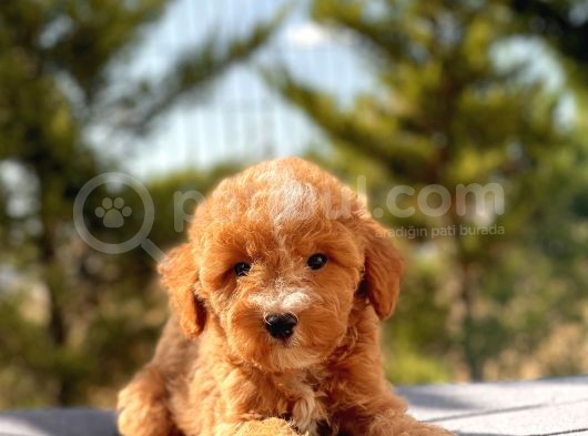 Red Di̇şi̇ Toy Poodle Bebeği̇mi̇z görsel