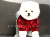 Teacup Irkinin en İyi̇si̇ Pomerani̇an Yavrularimiz