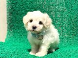 Sevi̇mli̇ Maltese Terri̇er