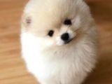 Pomeranian