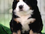 Fci Şecereli Bernese Mountain Dog