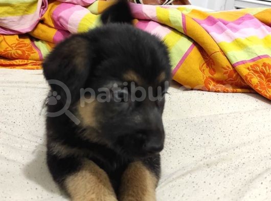Safkan Alman Kurdu Yavruları Anne Emekli Polis Eski K9 görsel