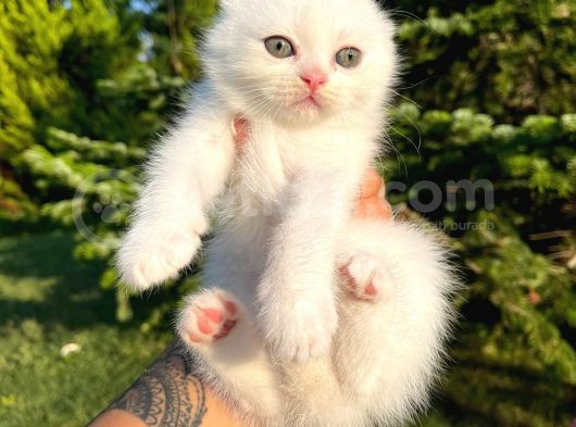 Karbeyaz Scottish Fold Yavrularımız görsel