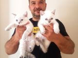 British Shorthair Yavrular