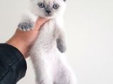British Shorthair Yavrular