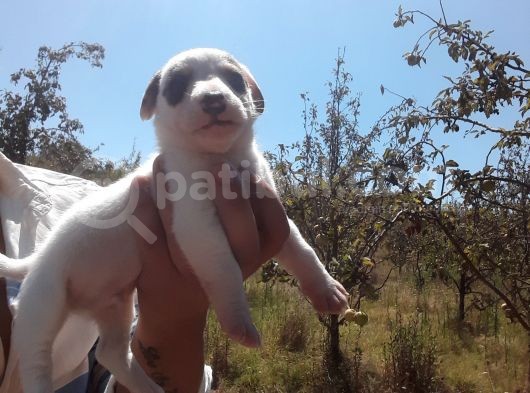 A Kalite Jack Russel Yavrular görsel
