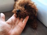 Toy Poodle En Orijinal Red Brownlar