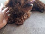 Toy Poodle en Orijinal Red Brownlar