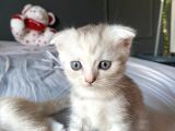 British Shorthair Anne Ve Scr Scottish Fold Baba