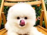 Boo Surat Pomerani̇an Yavrularimiz