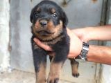 A Kalite Rotweiller Yavrular
