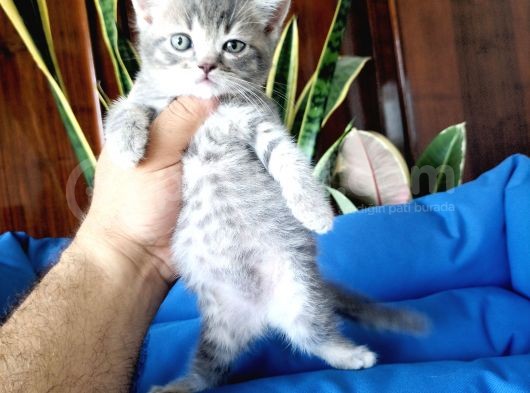 British Shorthair Yavrular