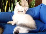 British Shorthair Yavrular