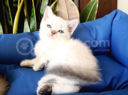 British Shorthair Yavrular görsel