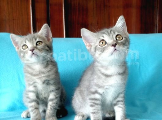 Scottish Fold Yavrularımız görsel