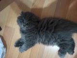 Scottish Fold Yavrumuza Sıcak Bir Yuva Arıyoruz