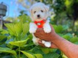 Tatlı Maltese Terrier