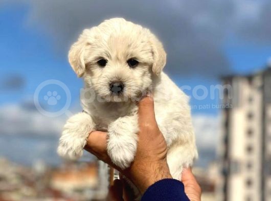 Dişi Ve Erkek Mevcut Maltese Terrier görsel