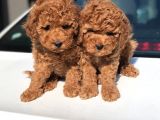 Toy Poodle Yavrular