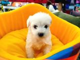 Yakışıklı Oğlumuz Maltis Terrier