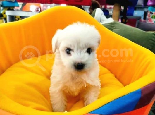 Yakışıklı Oğlumuz Maltis Terrier görsel