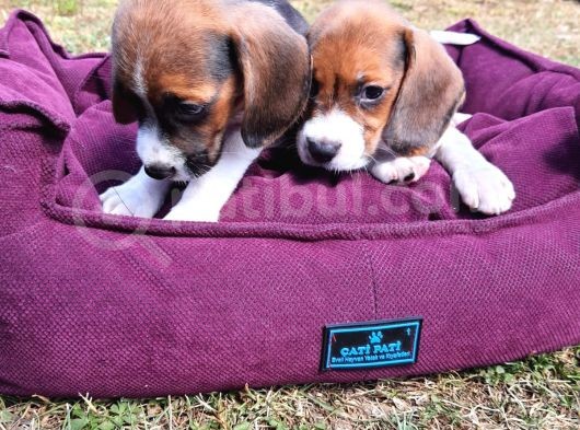 Beagle Yavrularımız görsel