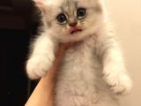 British Kedi