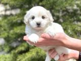 Prenses Kızımız Maltese Terrier