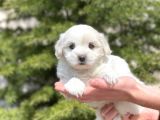 Prenses Kızımız Maltese Terrier