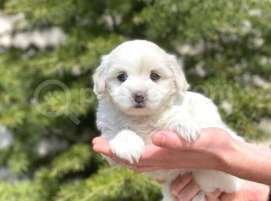 Prenses Kızımız Maltese Terrier görsel