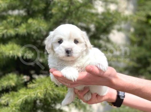 Prenses Kızımız Maltese Terrier görsel
