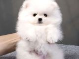 Teddy Face Orji̇nal Pomerani̇an Boo Yavrularimiz