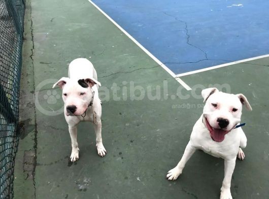 20.06.2021 Doğumlu Saf Kan Dogo Argentino görsel