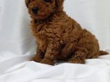 Safkan Toy Poodle Yavrularimiz