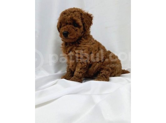 Safkan Toy Poodle Yavrularimiz görsel
