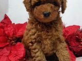 Safkan Toy Poodle Yavrularimiz