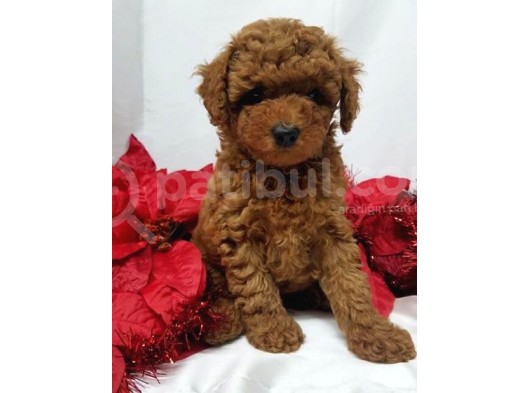 Safkan Toy Poodle Yavrularimiz görsel