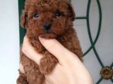 Safkan Toy Poodle Yavrularimiz