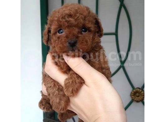 Safkan Toy Poodle Yavrularimiz