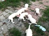 20.06.2021 Doğumlu Saf Kan Dogo Argentino