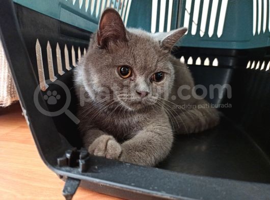 6.5 Aylık British Shorthair Kedimiz görsel