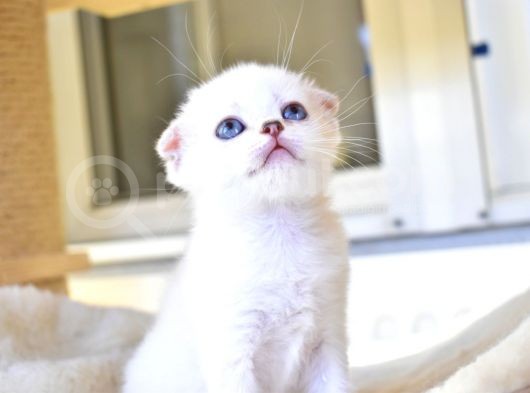 A Clas Si̇lver Poi̇nt Ful Şecere görsel