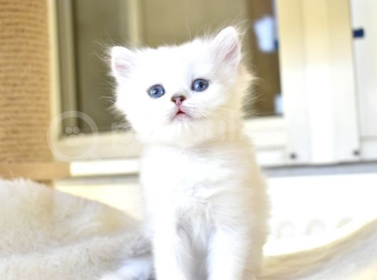 A Clas Si̇lver Poi̇nt Ful Şecere görsel