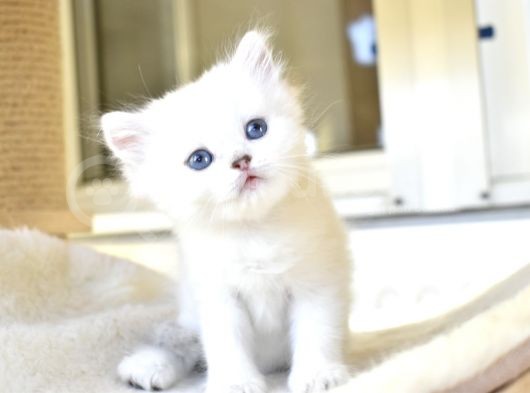 A Clas Si̇lver Poi̇nt Ful Şecere görsel