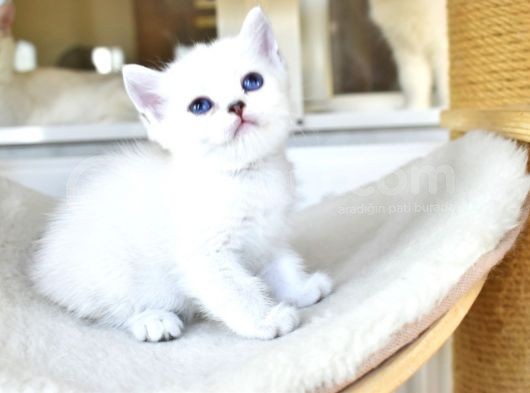 A Clas Si̇lver Poi̇nt Ful Şecere görsel